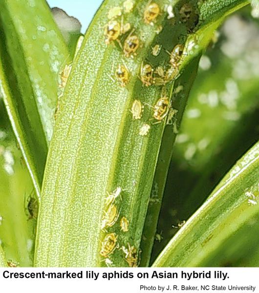 Crescent-marked lily aphids